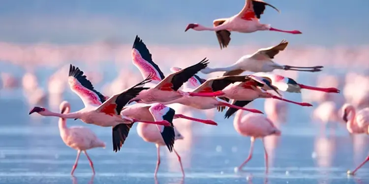 Flamingo - lake manyara
