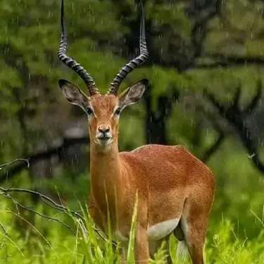 5 days Tanzania luxury safari