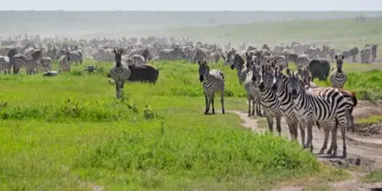 5 day safari tanzania