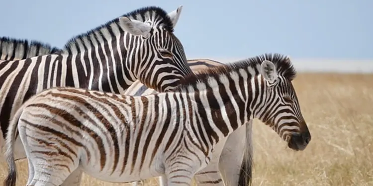 Tanzania safari national park