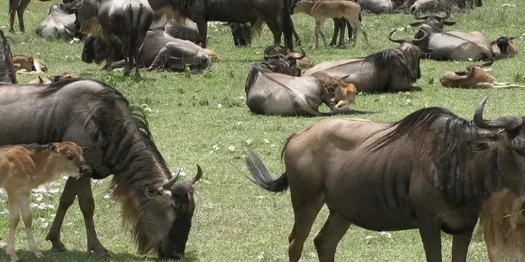 tanzania safari national park