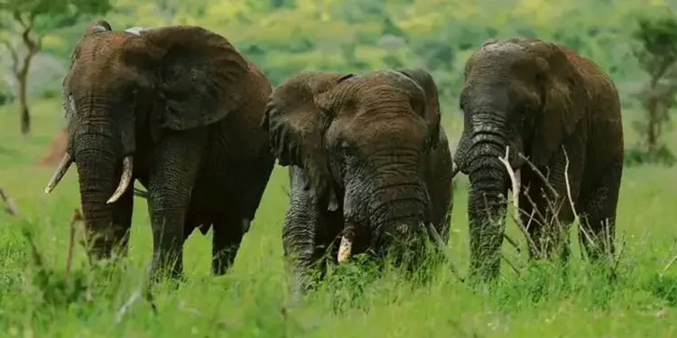 tanzania safari national park