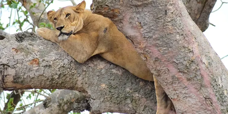 Tanzania safari National park