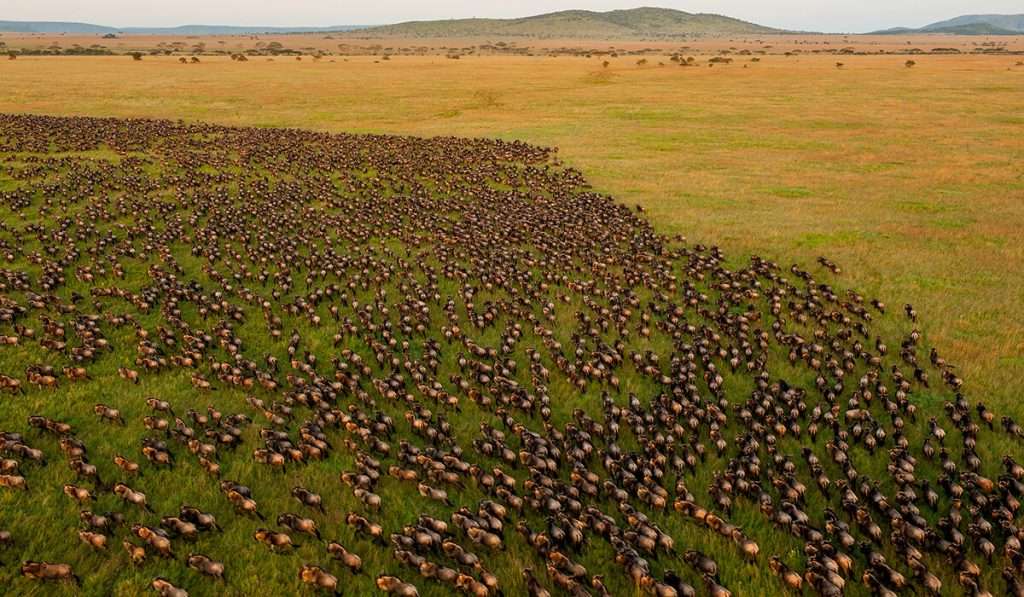 Budget-Friendly Safaris