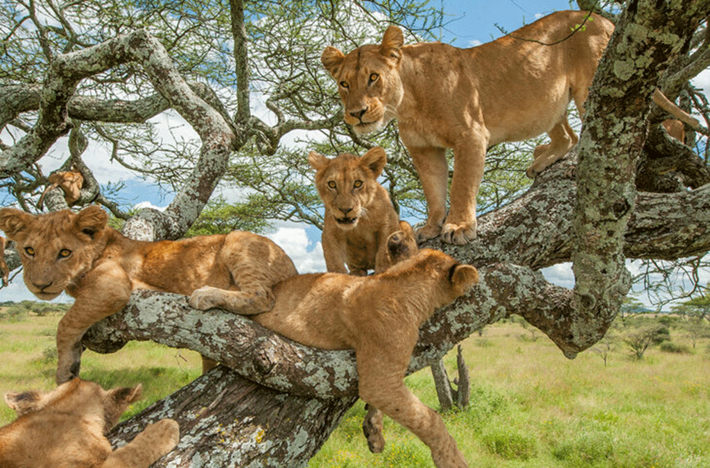Budget-Friendly Safaris