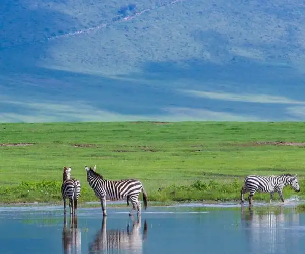 4 Day Joining Safari