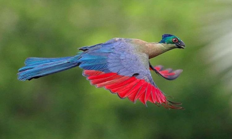 4 Day Private Safari 