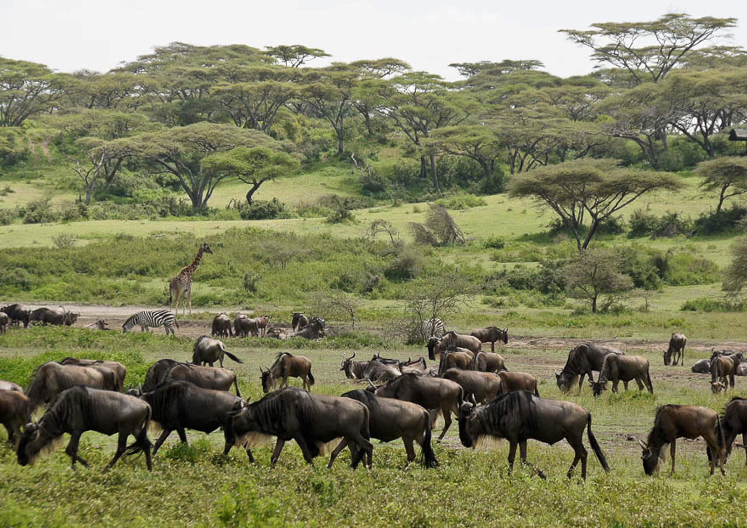Ndutu safari for the great migration