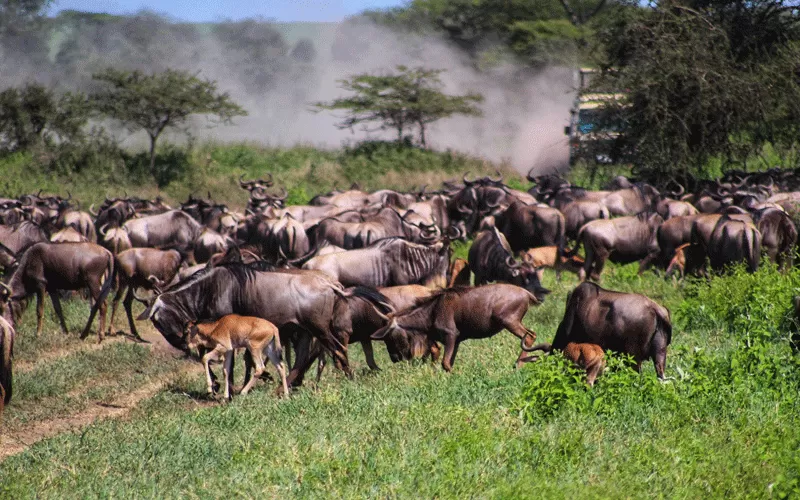Ndutu Safari for the Great Migration