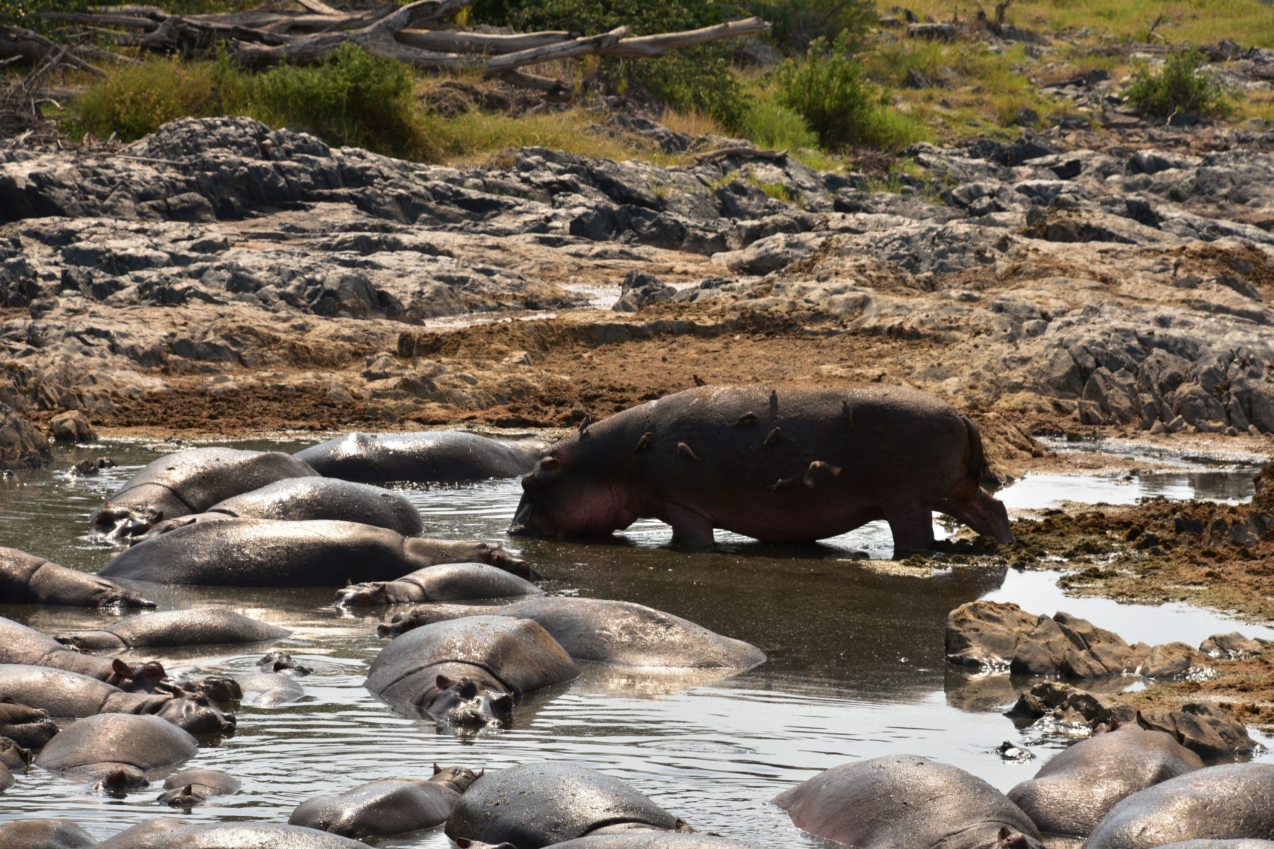 5 Day Private Safari in Serengeti & Ngorongoro 
