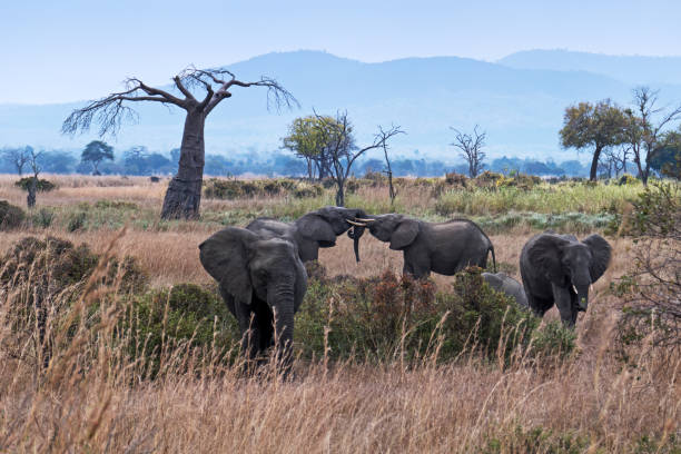 Safari and Beach Holidays in Tanzania