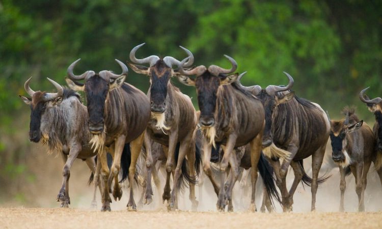 Holiday Safari in Tanzania Packages