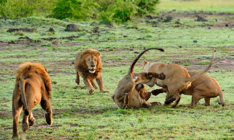 Holiday Safari in Tanzania Packages