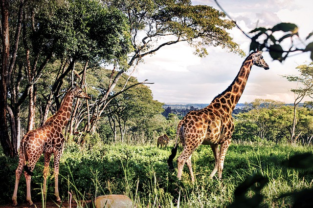 The Best Holiday Safari in Tanzania