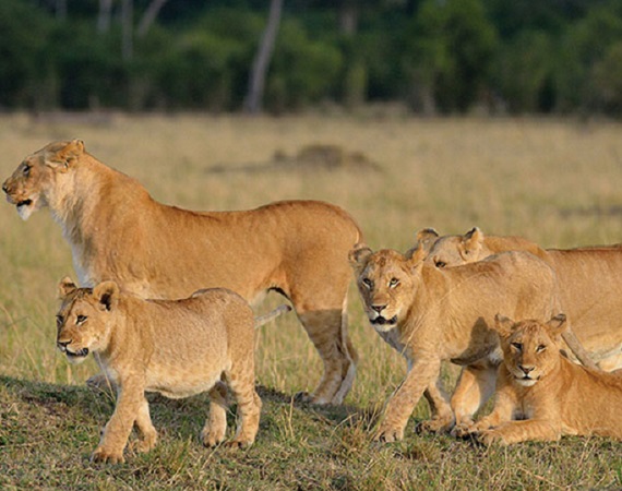  Tanzania Safari Source&rsquo;s 1 Week Holiday Family Escape