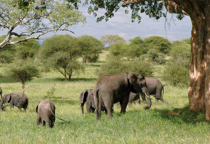 Best Holiday Safari in Tanzania