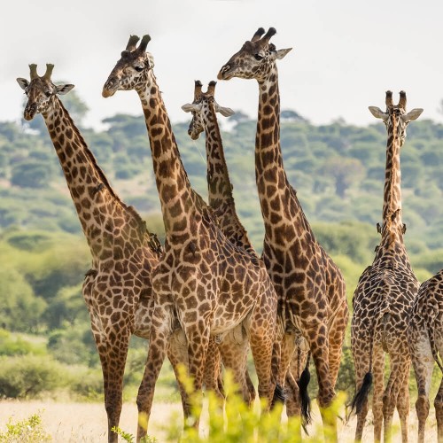 Holiday Safari in Tanzania Prices