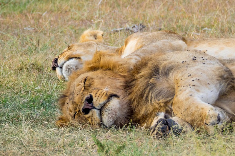 Holiday Safari in Tanzania Prices