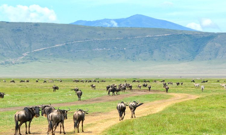 Tanzania Safari Itinerary  This Season