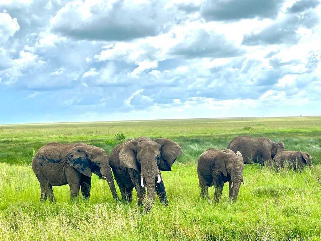 Tanzania Safari and Beach Holiday