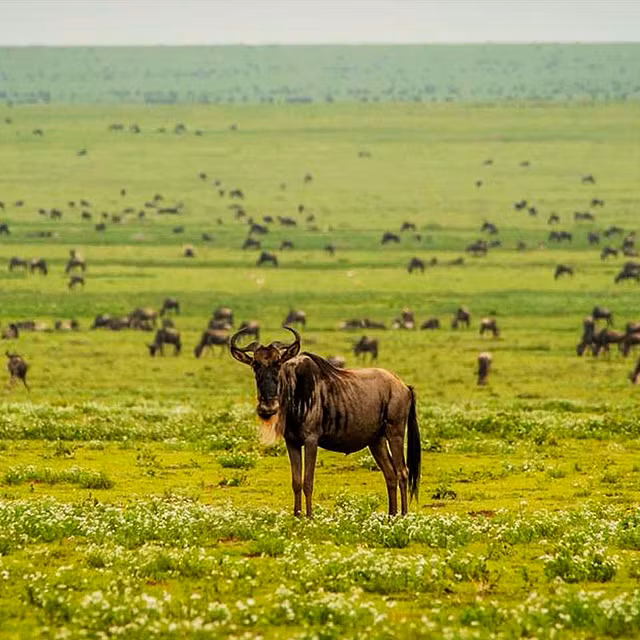 Untamed Beauty of Ndutu Safari with Tanzania Safari Source