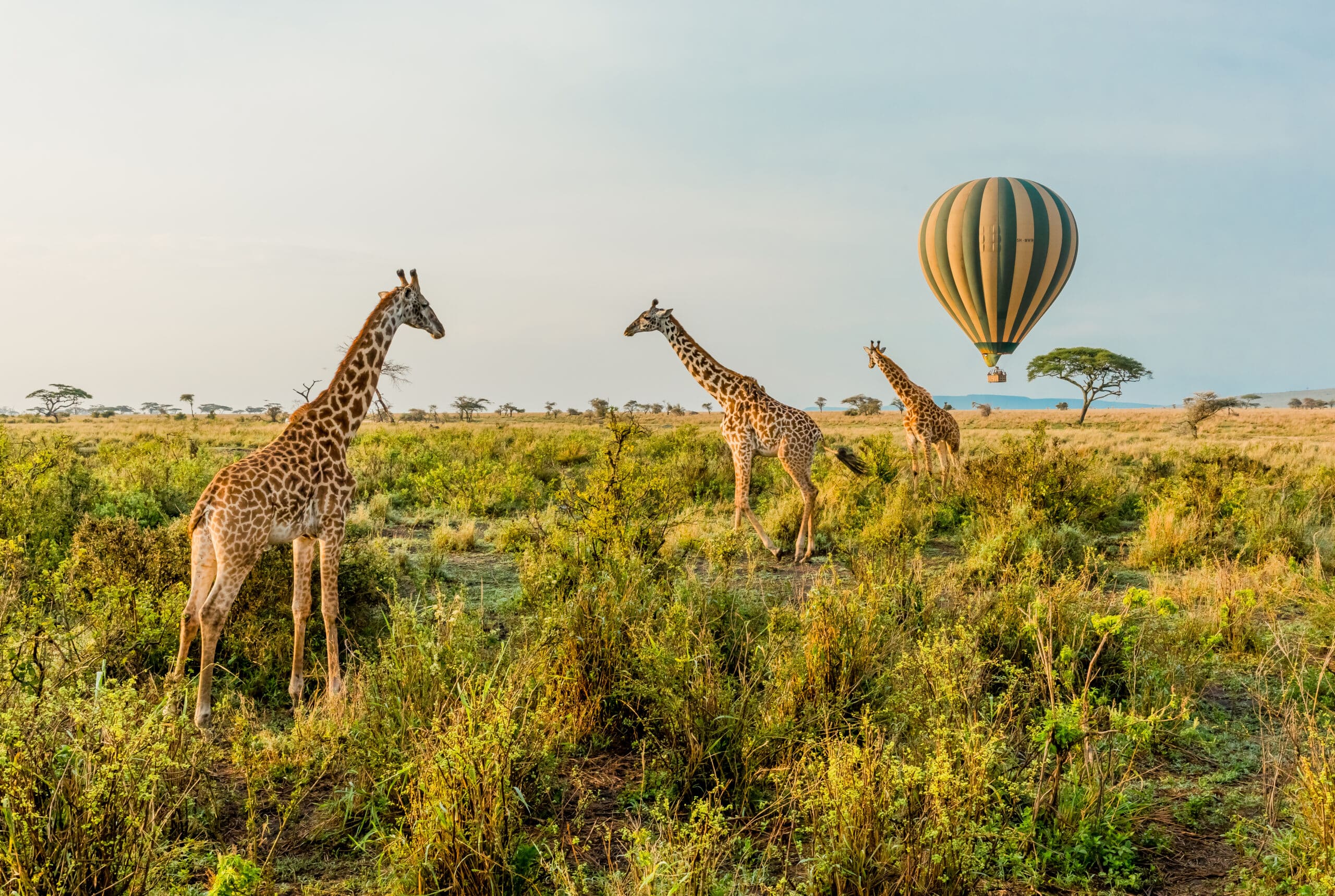 A Serengeti Holiday