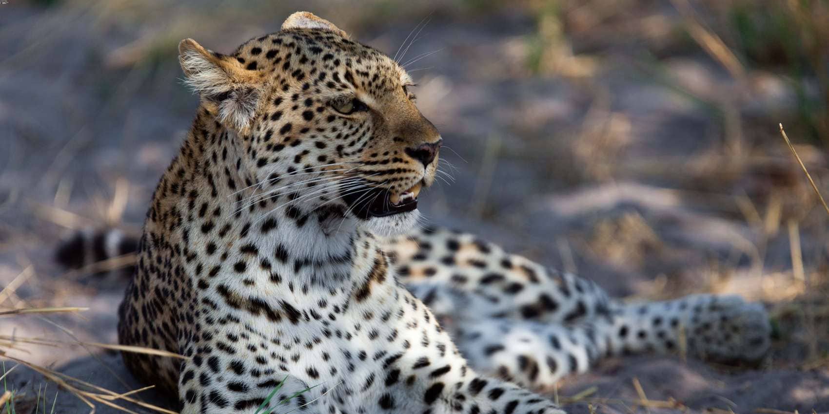 A Serengeti Holiday