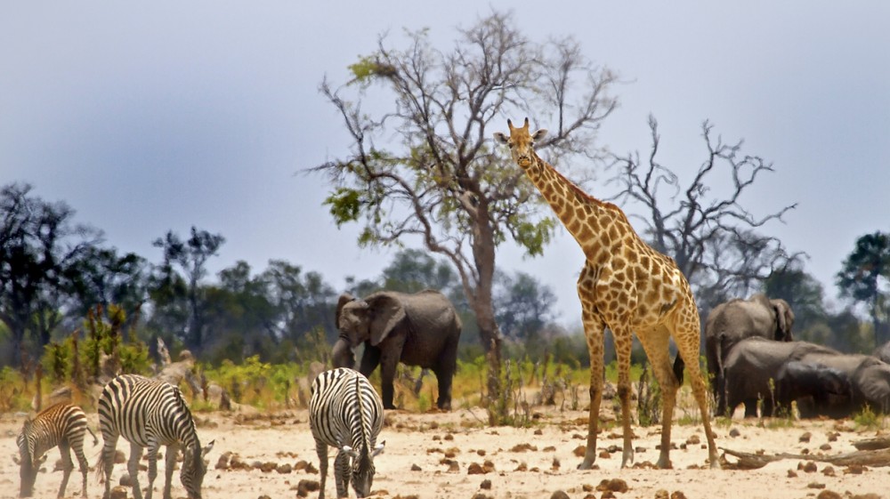 A Serengeti Holiday