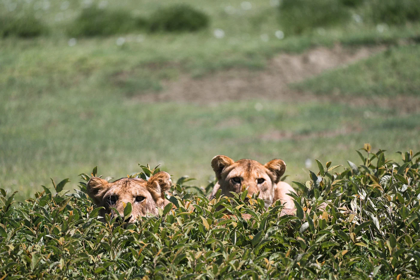 Family Safari Holidays in Tanzania