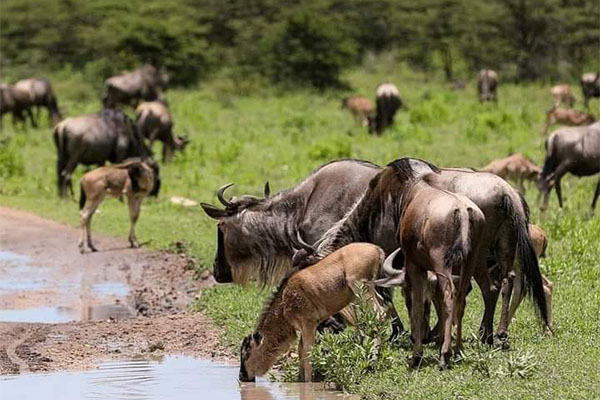 safari zanzibar