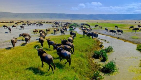 safari zanzibar