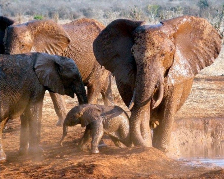 safari zanzibar