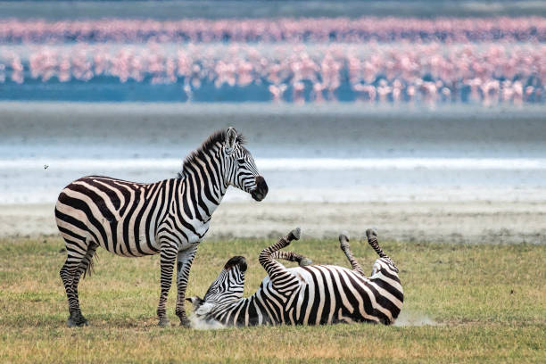 Zanzibar Safari Tour