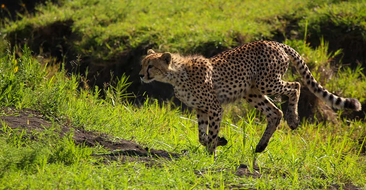 Zanzibar Safari Tour