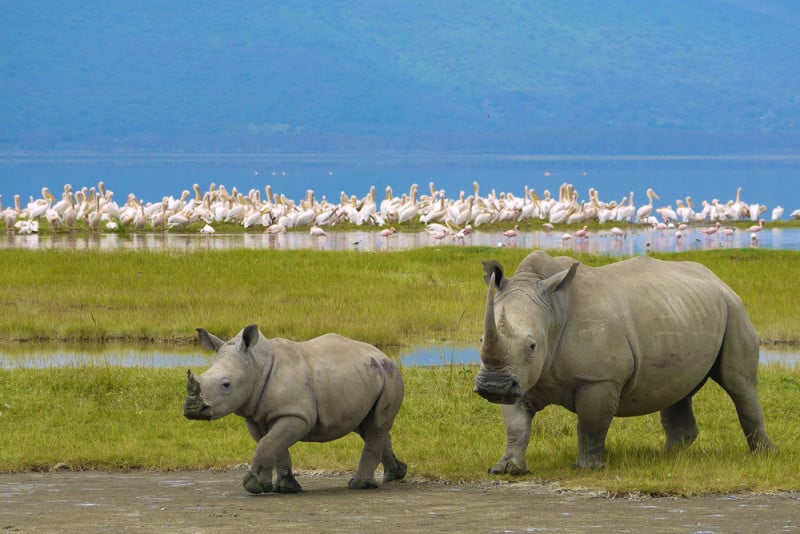 Africa Safari Holiday