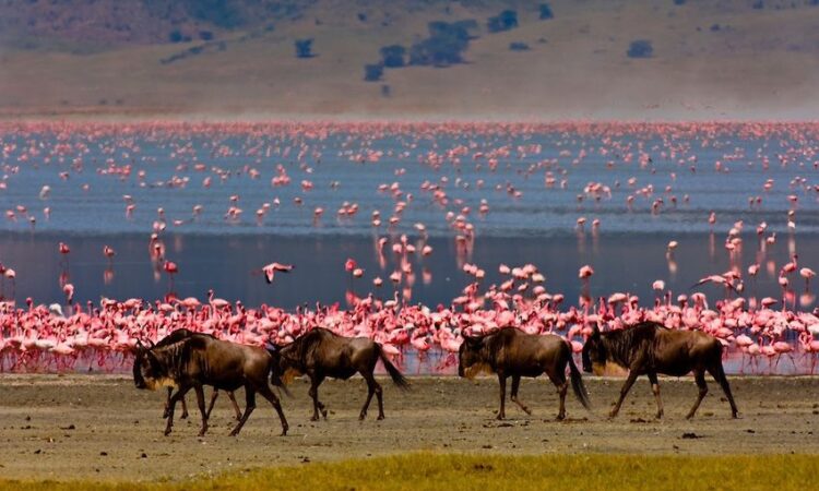 Africa Safari Holiday