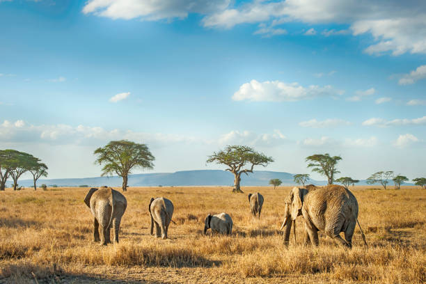Book Safari Tanzania