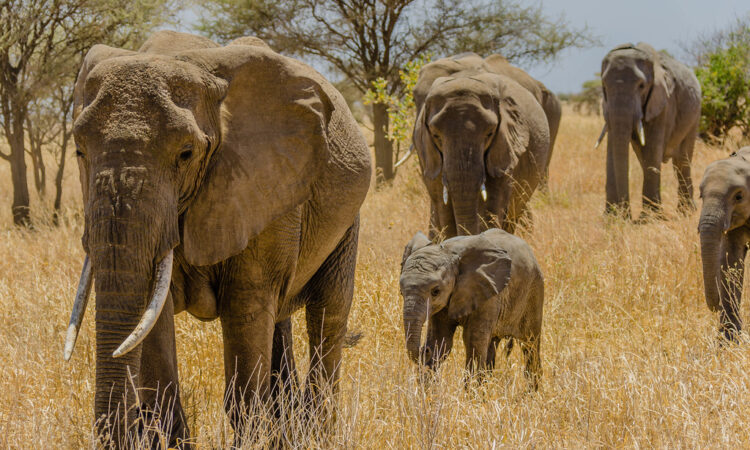 Group Safari Tanzania