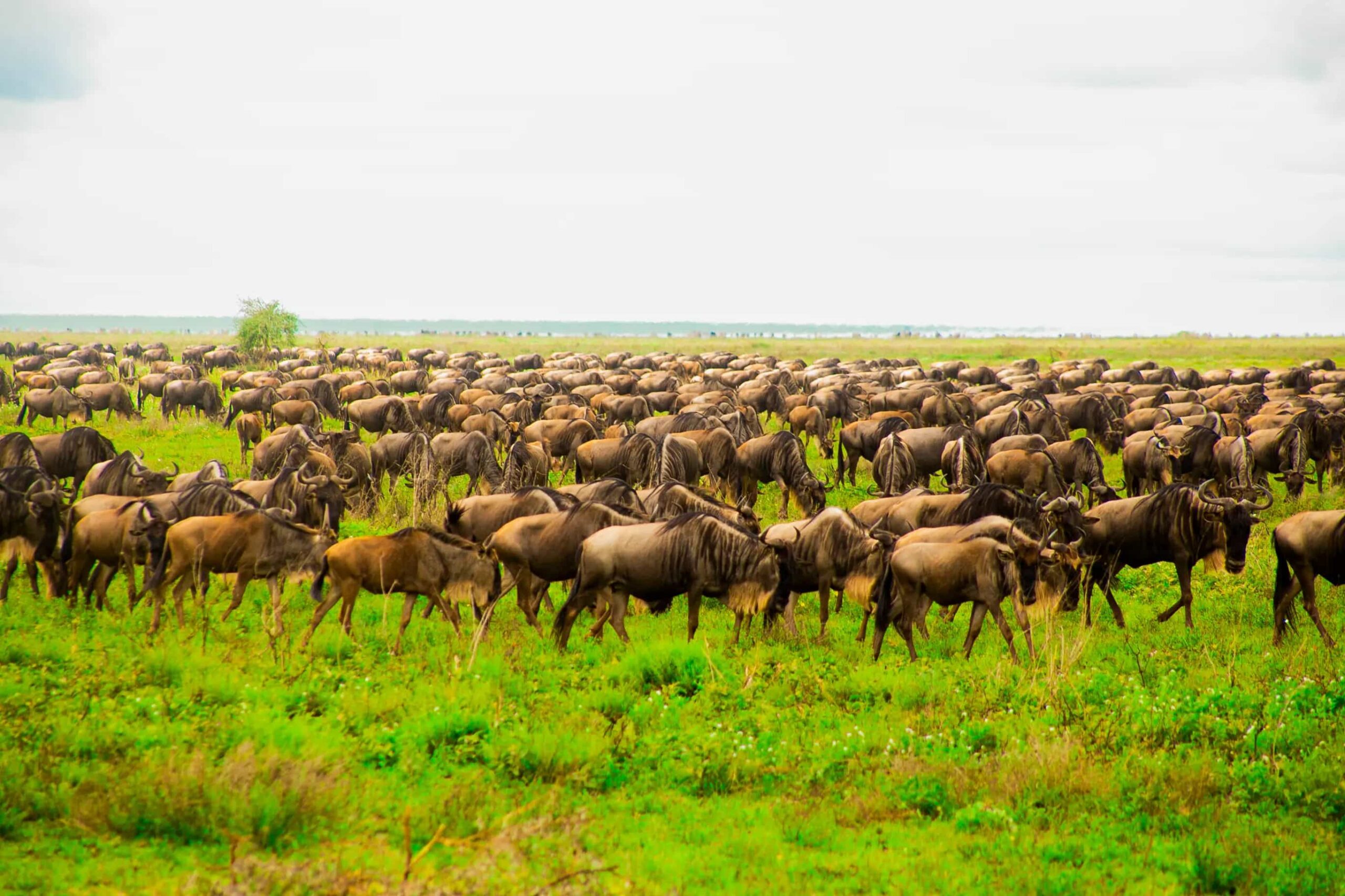 Group Safari Tanzania