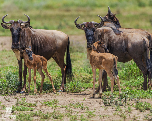 Visiting Tanzania in January