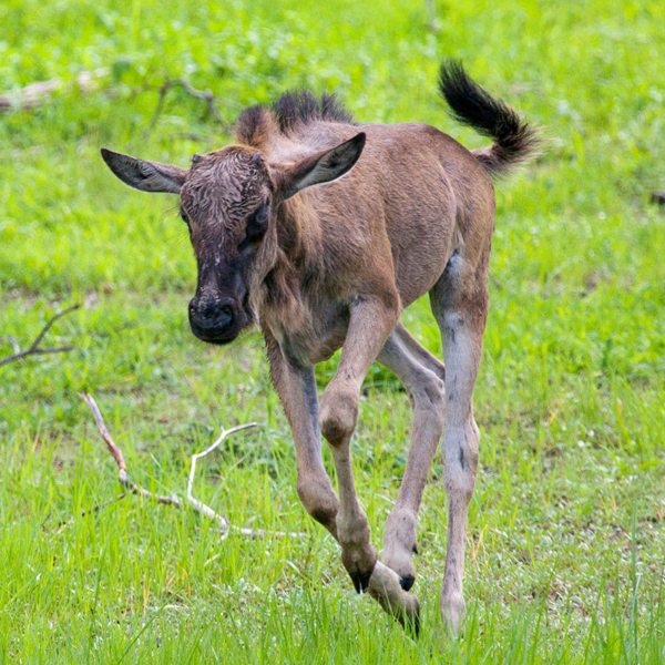 Wildebeest Migration Calving Season Wildlife Safari Serengeti.jpg Wildebeest Migration Calving Season Wildlife Safari Serengeti.jpg