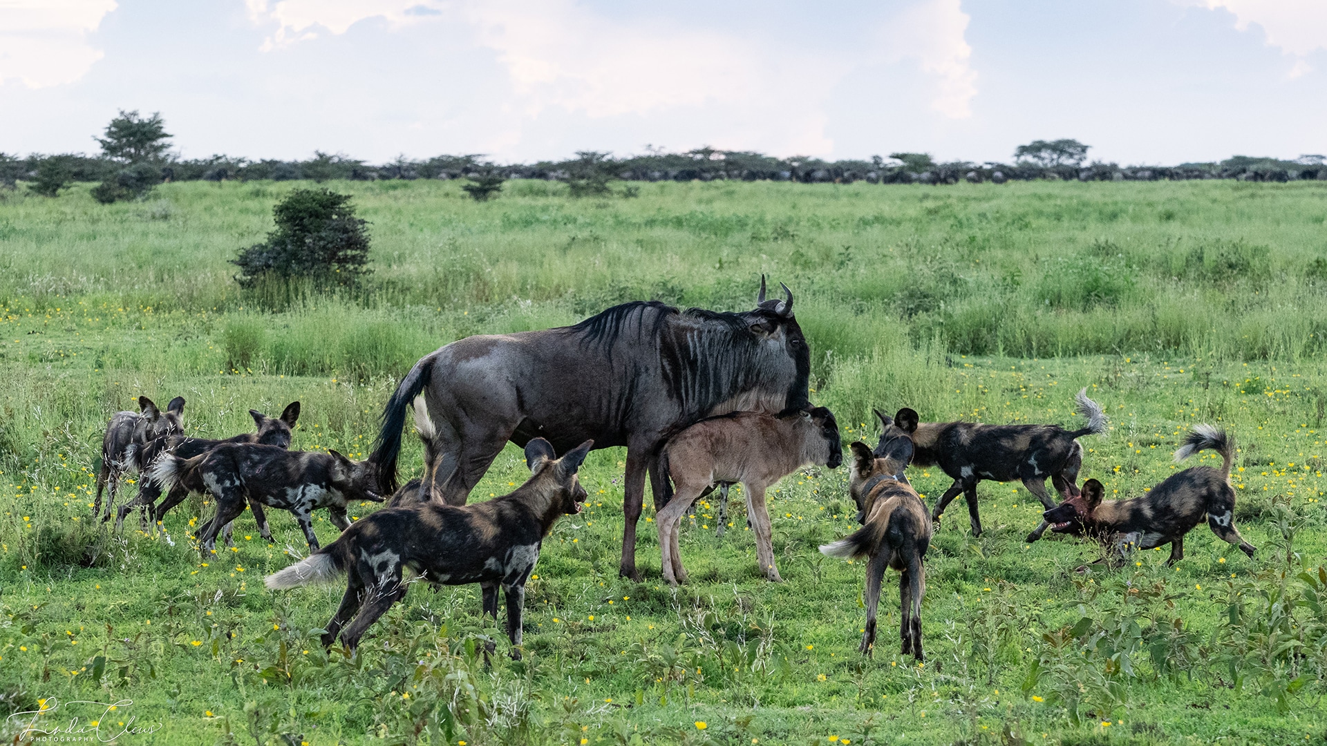 Predators and Wildebeest Calving Season in Serengeti National Park.jpg Predators and Wildebeest Calving Season in Serengeti National Park.jpg