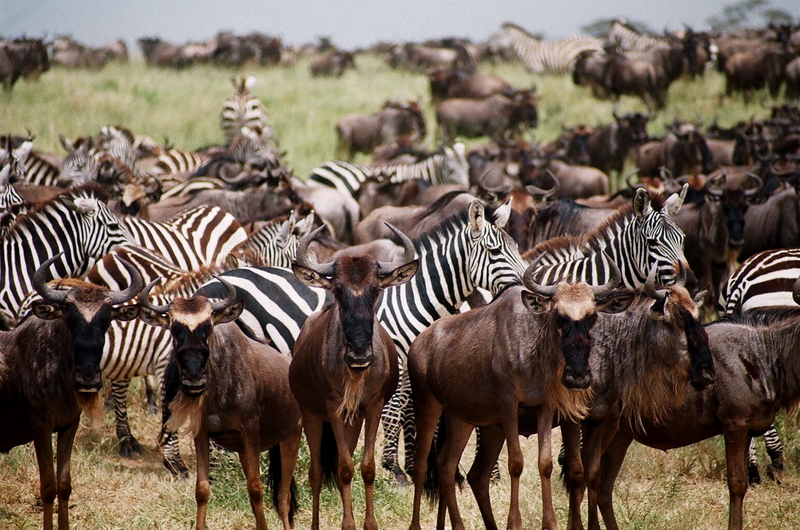 Circle of Life: Witnessing the 2026 Wildebeest Calving Season Circle of Life: Witnessing the 2026 Wildebeest Calving Season