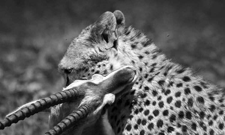 Predator Paradise: January Sightings in Tanzania