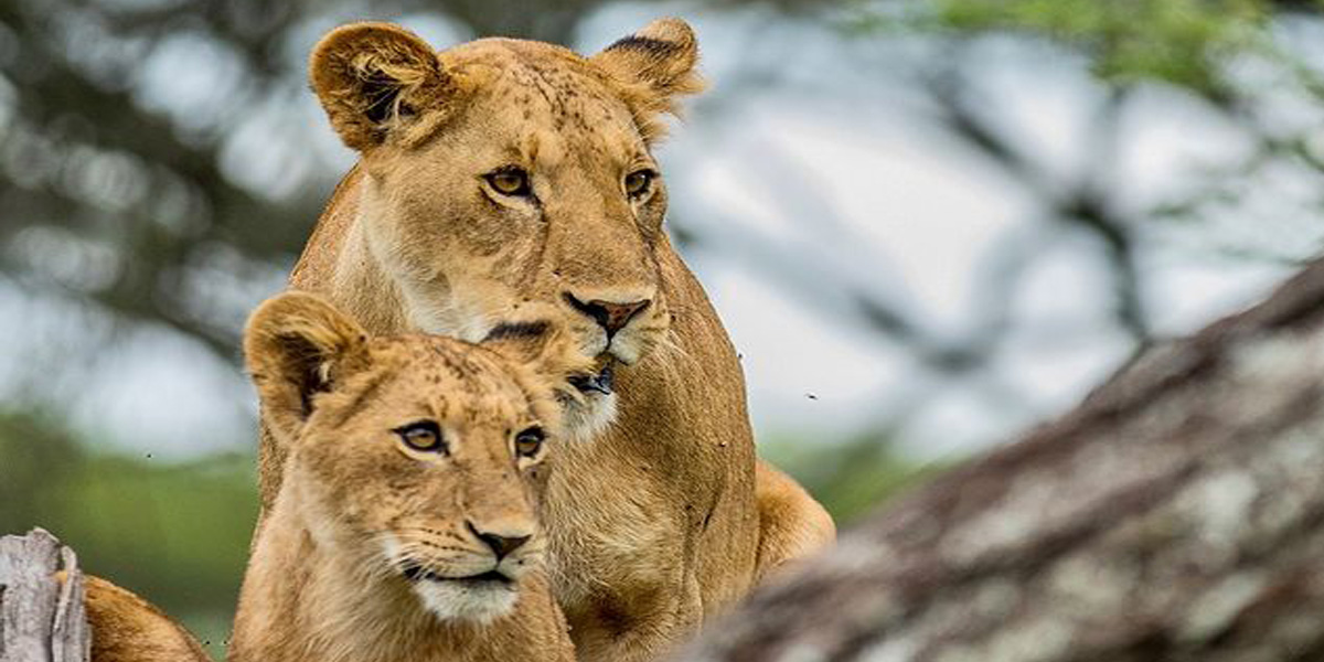 Predator Paradise: January Sightings in Tanzania