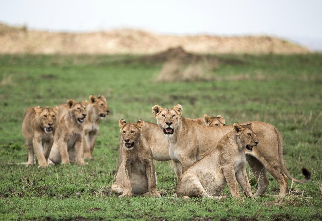 Photography Safaris January 2026