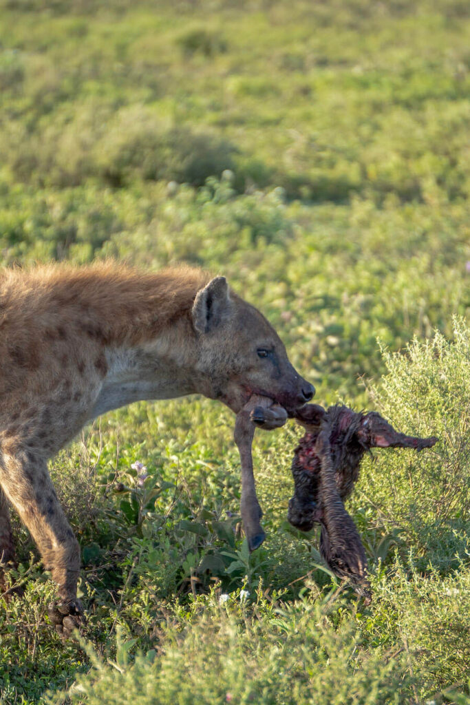 The Miracle of Ndutu 2026