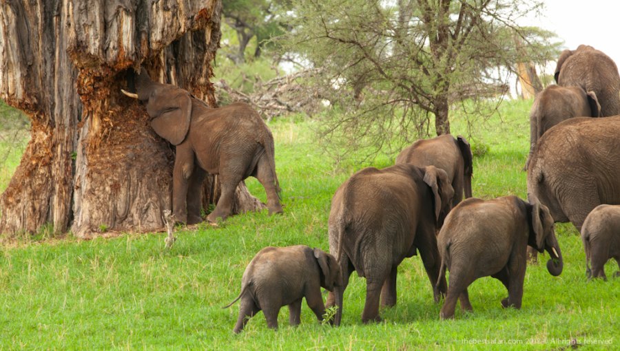 Luxury Safari & Zanzibar Honeymoon | January