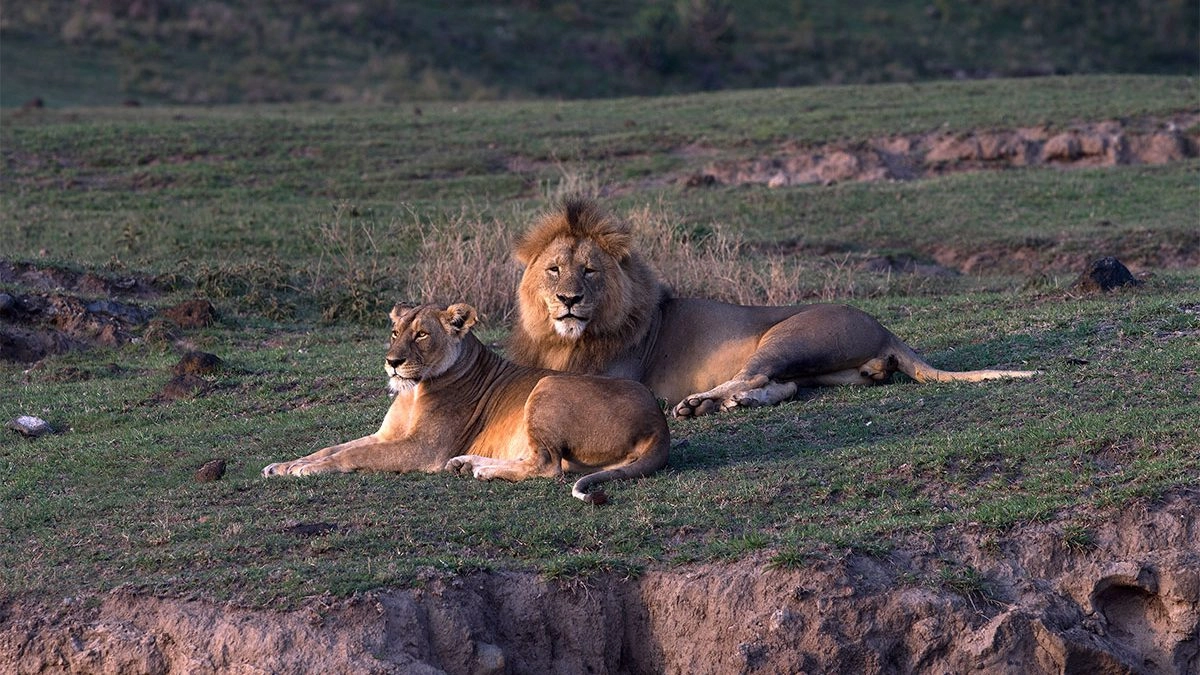 Best of Tanzania: Northern Circuit Safari