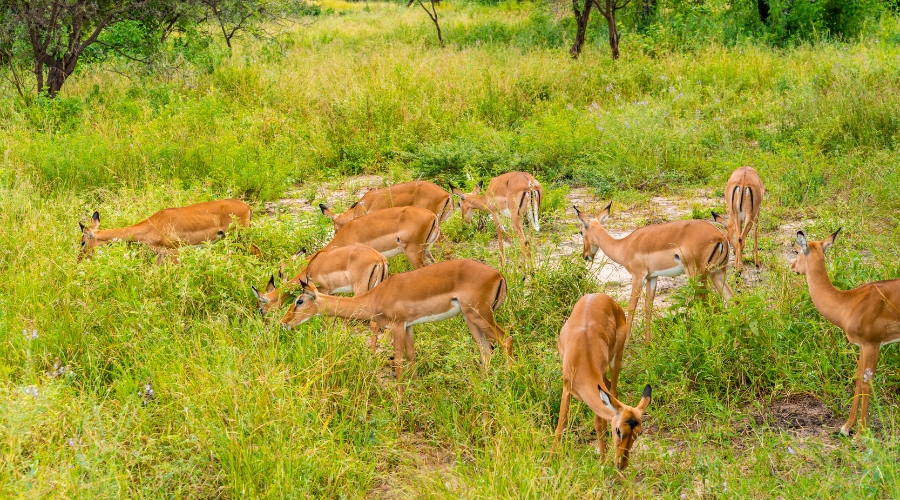 January 2026: Northern Tanzania Safari & Spice Island Escape